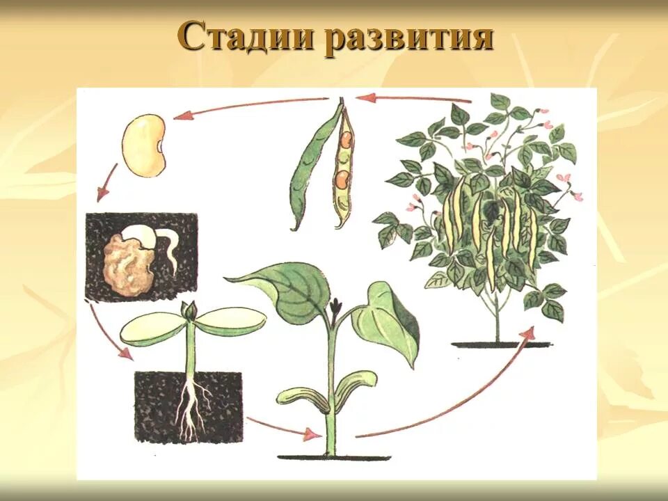 Как называется процесс когда растение растет. Этапы развития растений. Стадии развития растений. Стадии роста и развития растений. Схема роста растения.