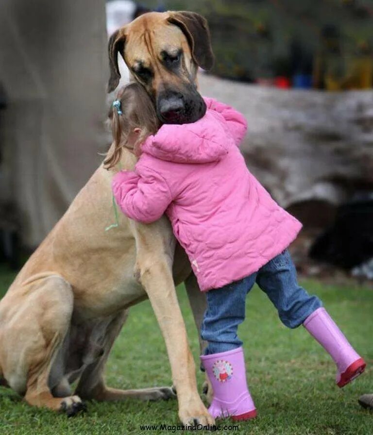 Порода которая любит детей. Красивые собаки большие. Популярные собаки. Дети и большие собаки. Огромные собаки.