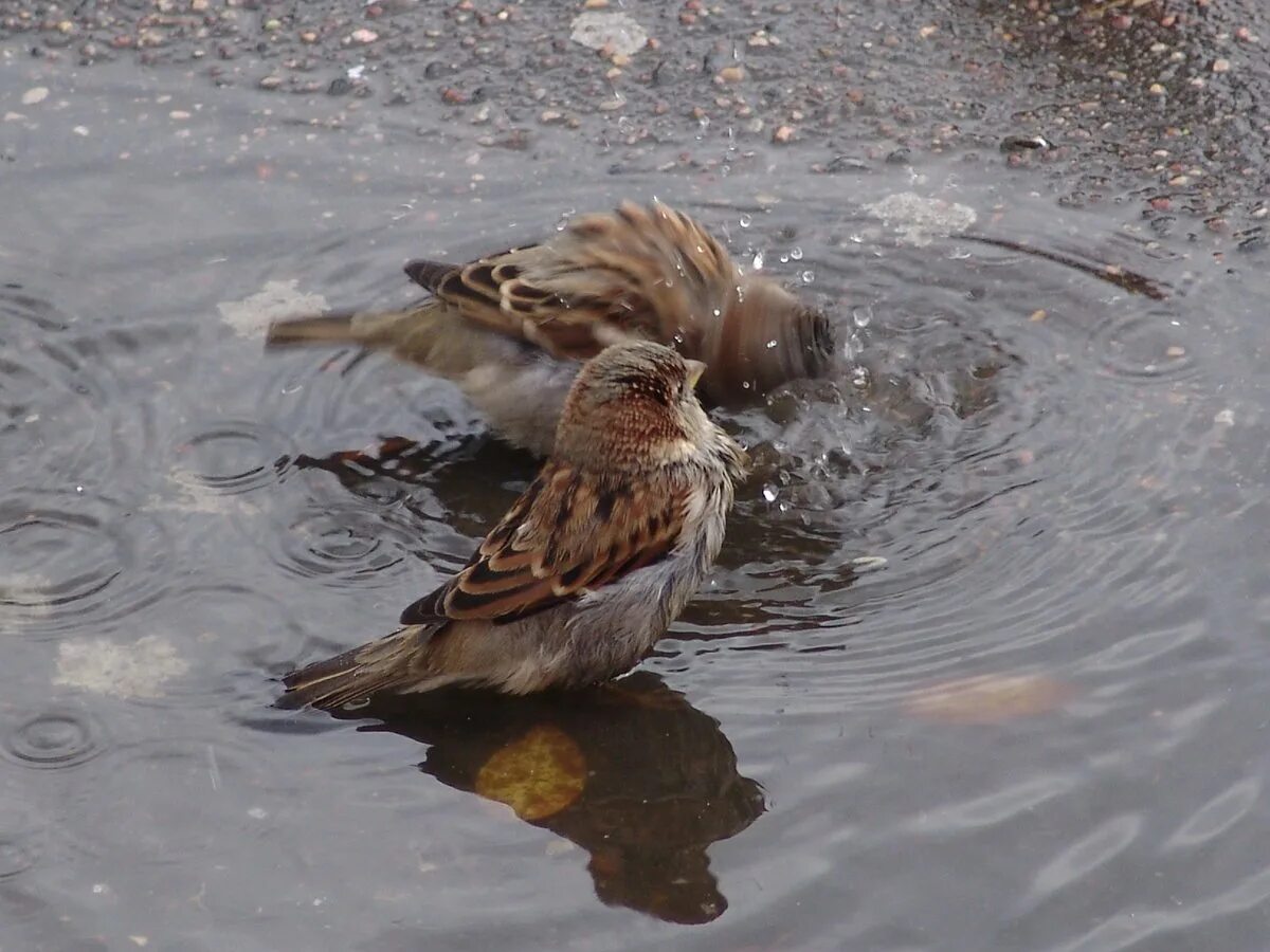 воробьи купаются. птицы в луже. воробей плещется в луже. птица купается в воде. воробей в луже.