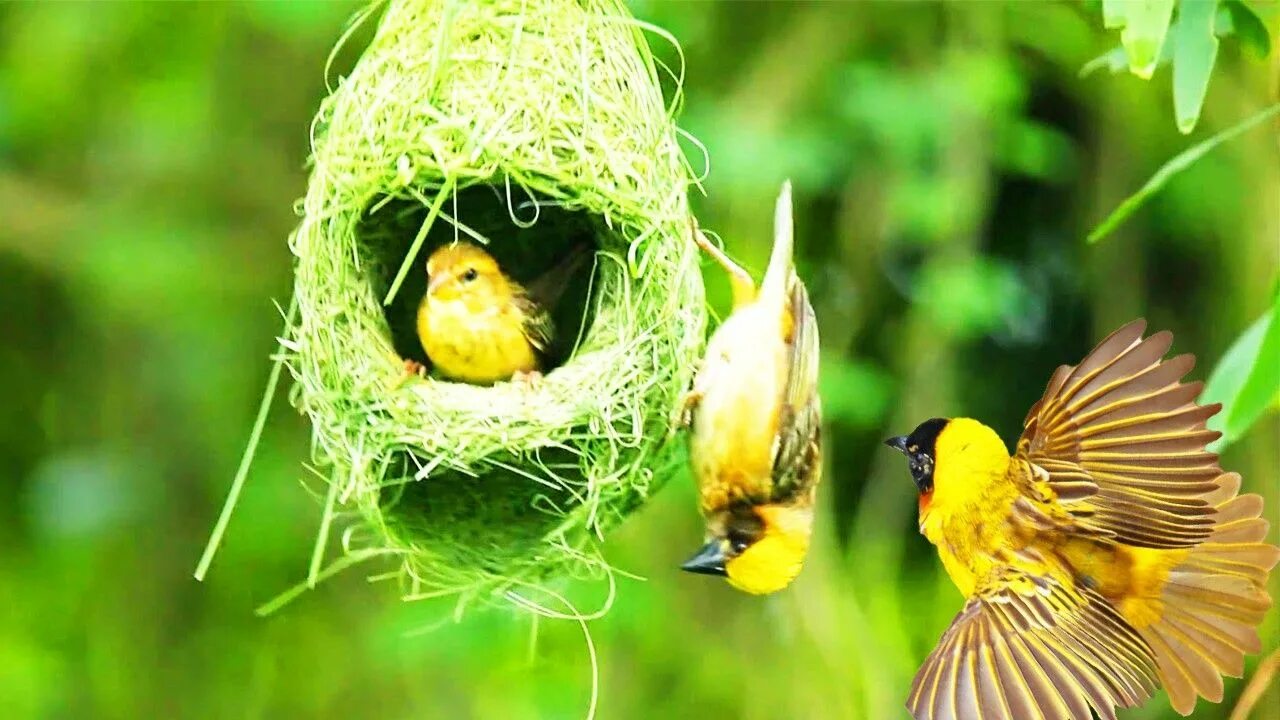 Гнезда птиц видео для детей. Гнездо вьюркового Ткачика. Птичка Ткачик гнездо. Вьюрковые птицы гнезда. Оранжевогрудая вьюрковая цветочница.