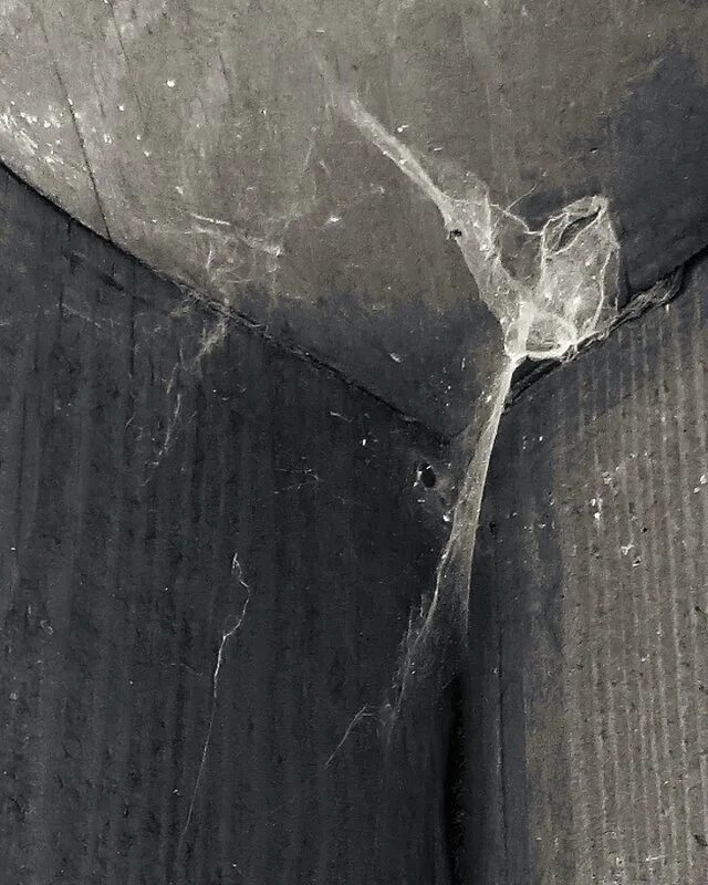 Паутина пауков сенокосцев. Трехмерная паутина. Паутину то я с потолка сняла. Паук сенокосец паутина. Паутину то я с потолка сняла.