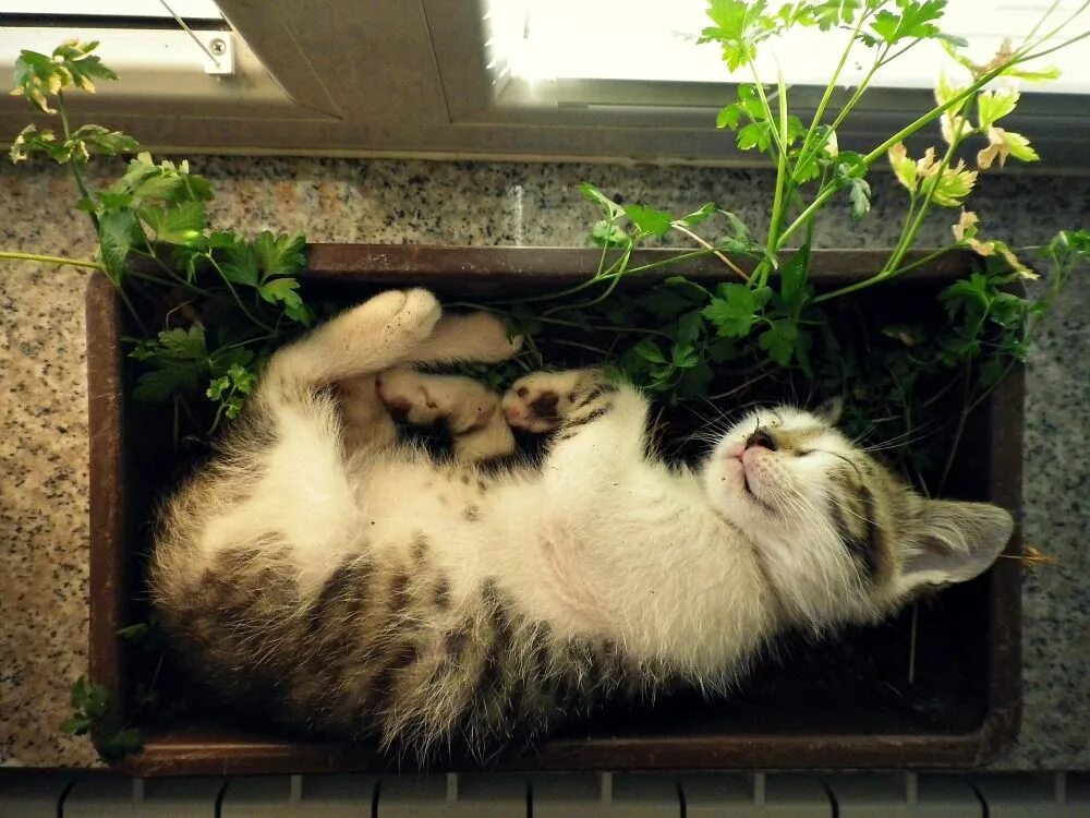 Cat plants. Котики и рассада. Котик в цветочном горшке. Коты в горшках с рассадой. Кот в рассаде на подоконнике.