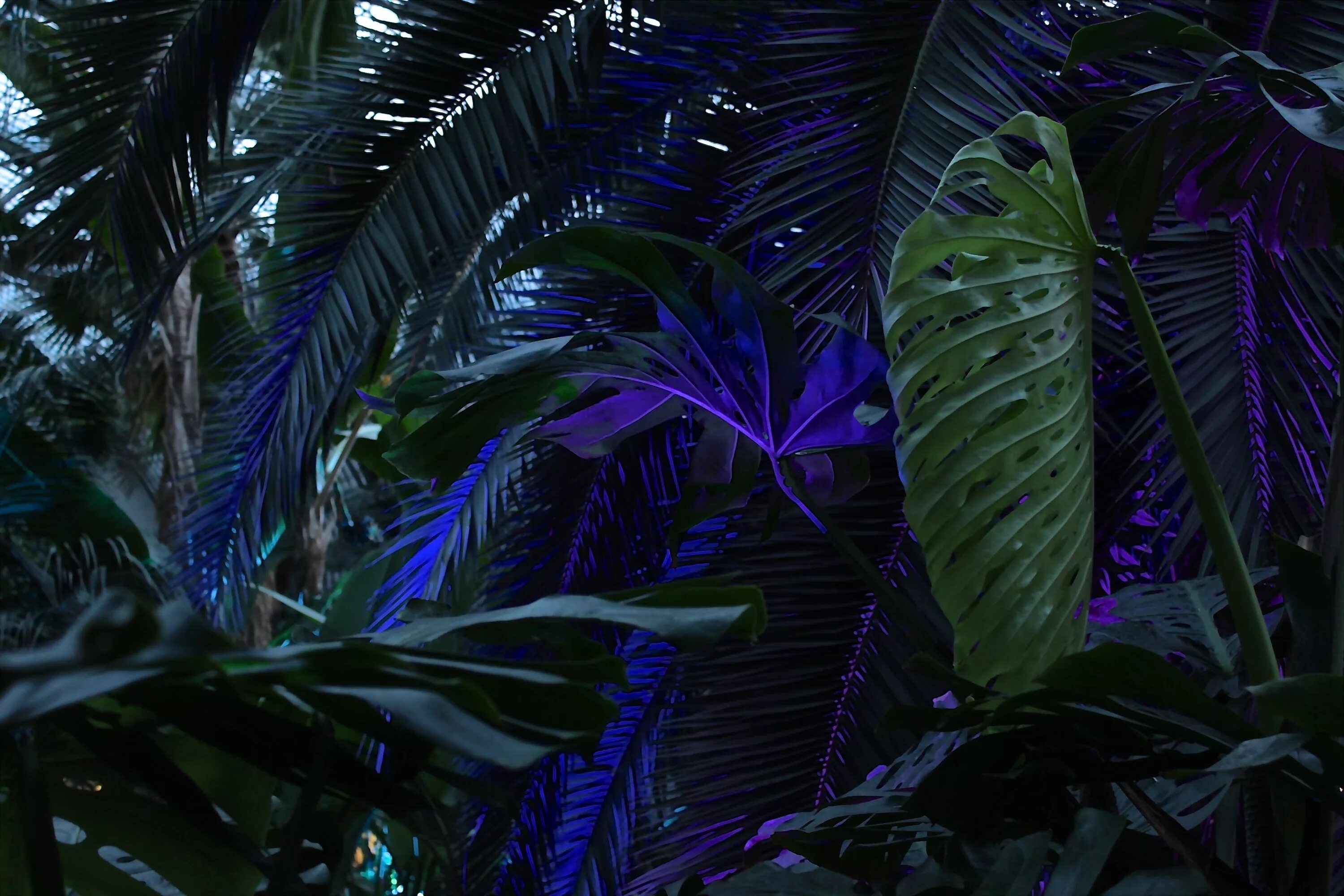 Тропические растения. Тропические листья. Красивые тропические листья. Джунгли пальмы.