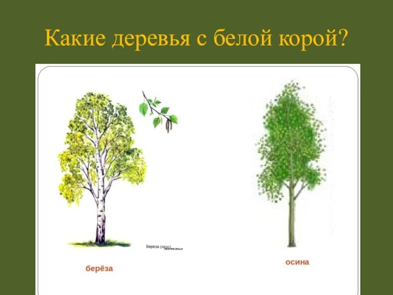 Береза Тополь осина. Изображение березы и осины. Осина и береза отличия. Осина рисунок. Какие отношения складываются между осиной и березой