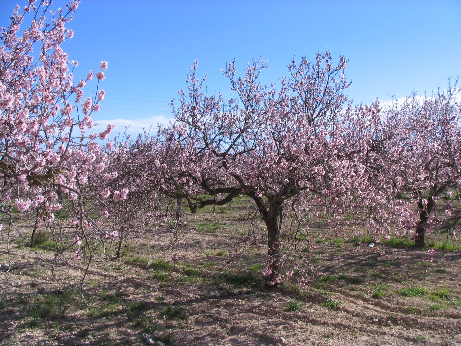 Миндаль откуда. Миндаль Горький куст. Миндаль обыкновенный (Prunus Dulcis). Миндаль Бухарский. Миндаль Никитский дерево.