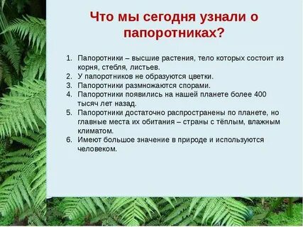 Какую роль в жизни человека играют папоротниковидные
