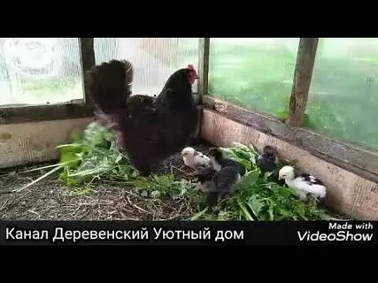 Можно ли давать курам клевер
