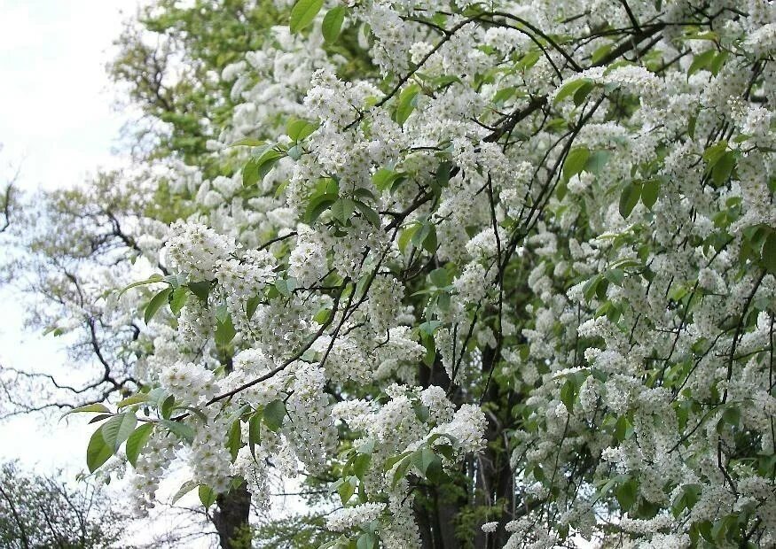 Черемуха дерево. Цветущая черемуха дерево. Черемуха обыкновенная (Prunus Padus). Черемуха обыкновенная Prúnus pádus. Белая черемушка