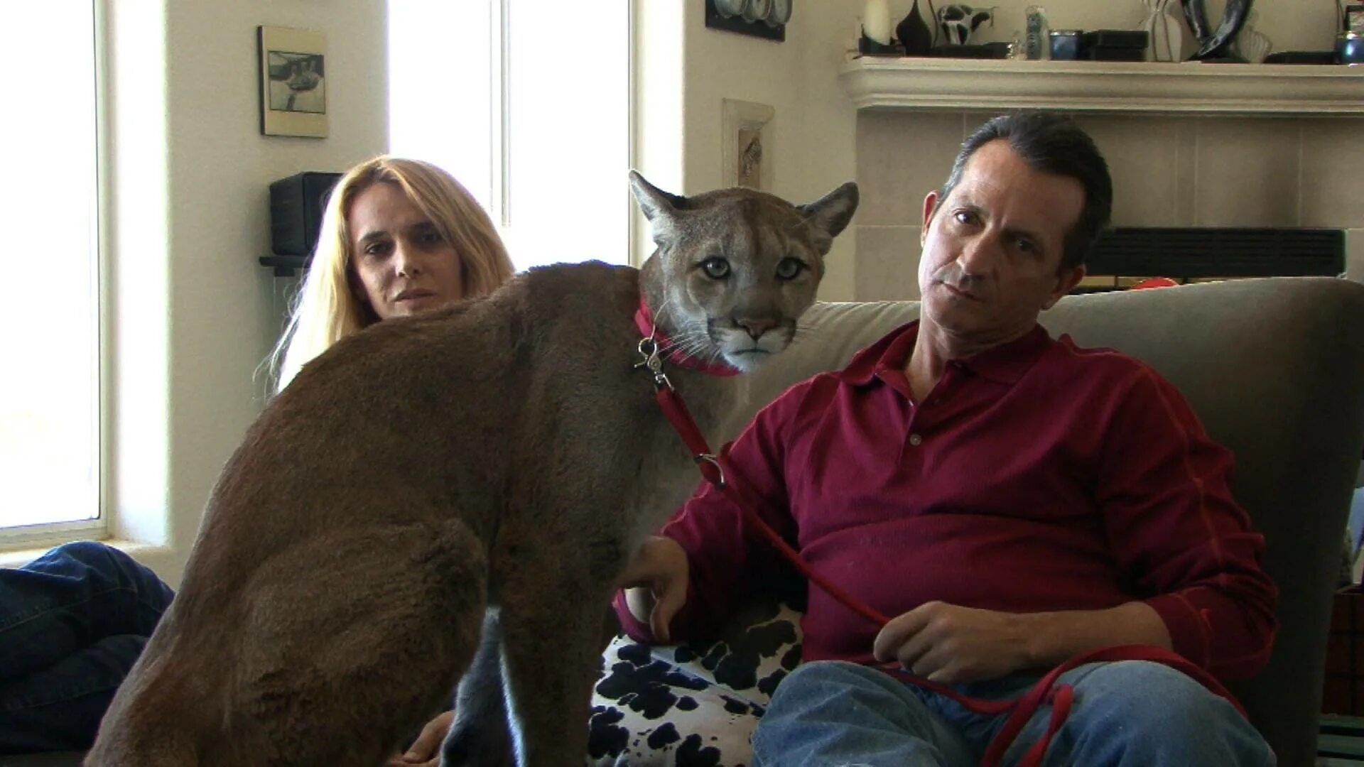 Самые необычные домашние питомцы. Самые странные домашние животные. Одомашненная рысь. Экзотические домашние животные для квартиры. Экзотические домашние животные для детей.