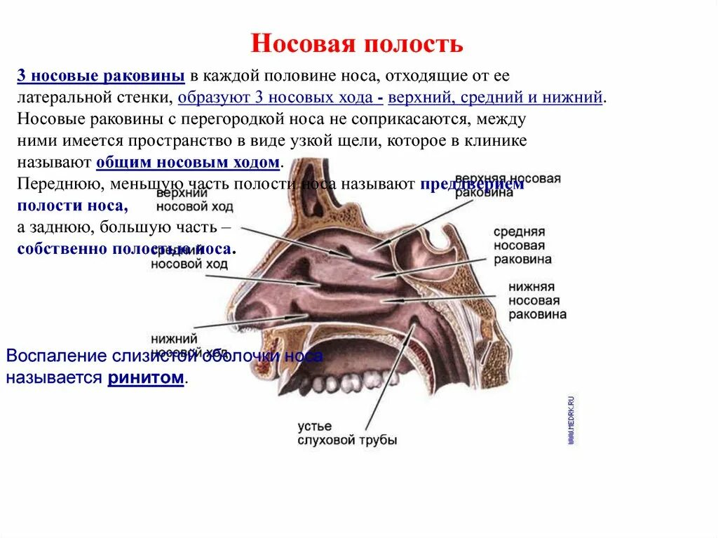 Полость носа анатомия носовые ходы. Строение полости носа спереди. Полость носа спереди ограничена. Носовая полость сообщения ходов. Полость носа особенности строения