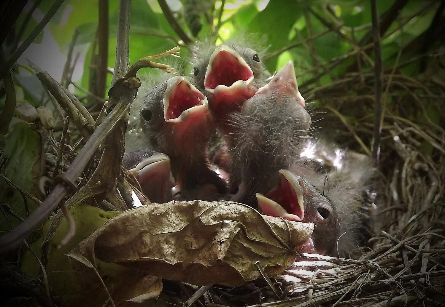 Птенец слеток жаворонка. Гнездо жаворонка с птенцами. Жаворонки в гнезде с птенцами. Выводок птенцов.