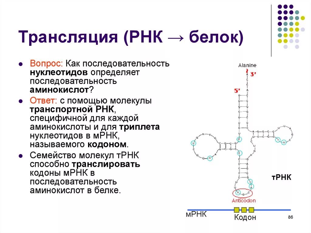 Т рнк это белок