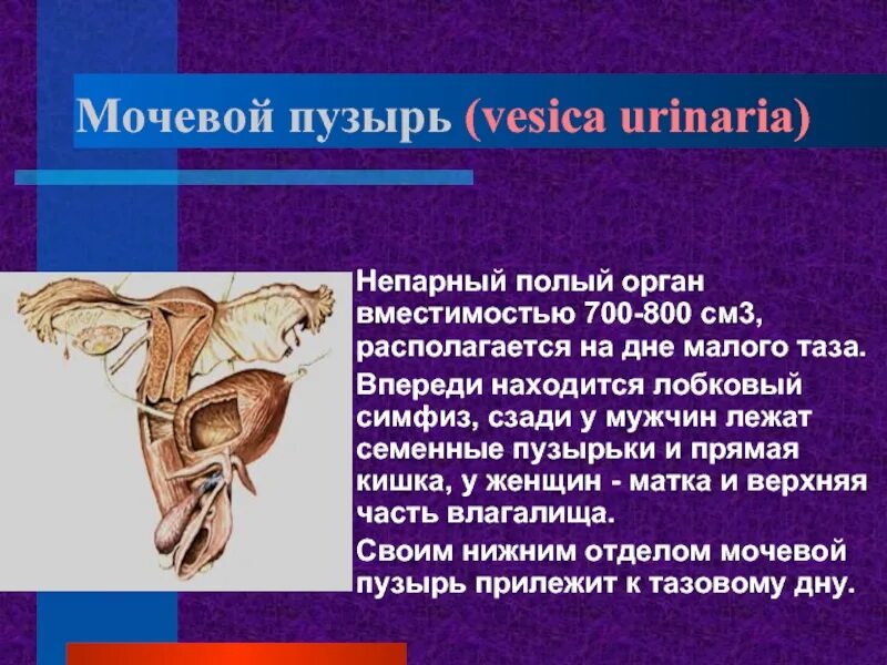 Осмотр мочевого пузыря латынь. Строение мочевого пузыря топографическая анатомия. Топография мочевого пузыря скелетотопия. Отделы мочевого пузыря анатомия 3 отдела. Мочевой пузырь строение расположение функции.