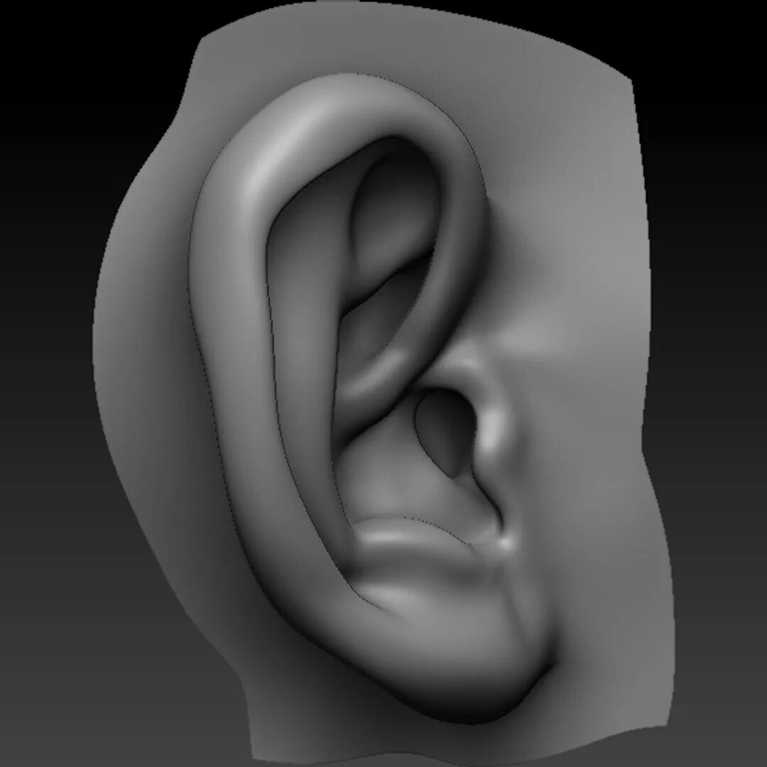 Ears 3d