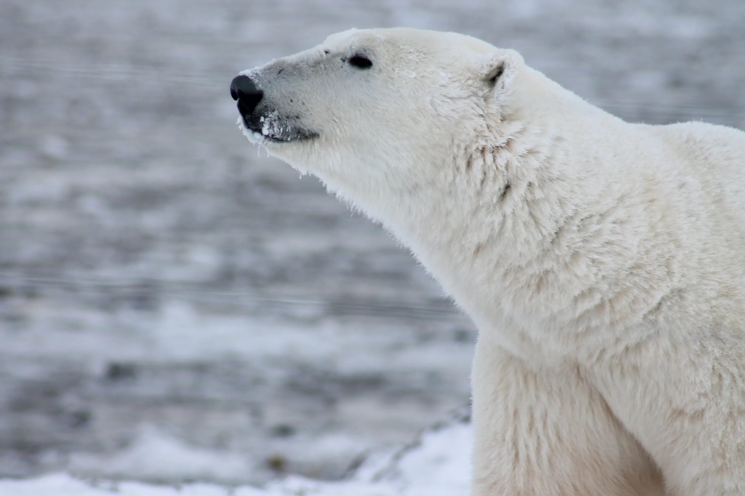 Полярные медведи в Канаде. Арктика медведи. Белые медведи в Арктике. Белый мишка.