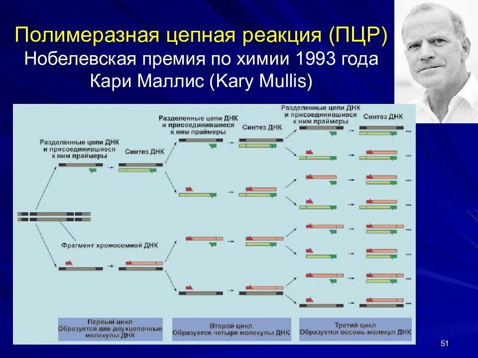 Полимеразная цепная реакция результат. . Полимеразная цепная реакция (ПЦР). Этапы. Метод полимеразной цепной реакции. Полимеразная цепная реакция схема. Схема циклов ПЦР.