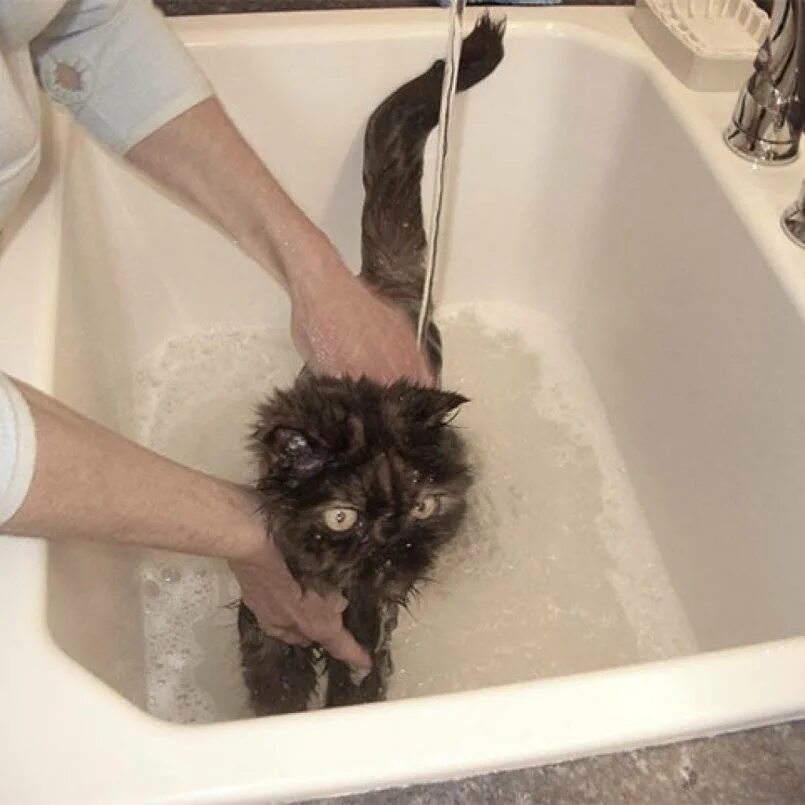 Можно ли мыть кошку обычным. Мытье кошки. купание кота. помытый котенок. кота моют.