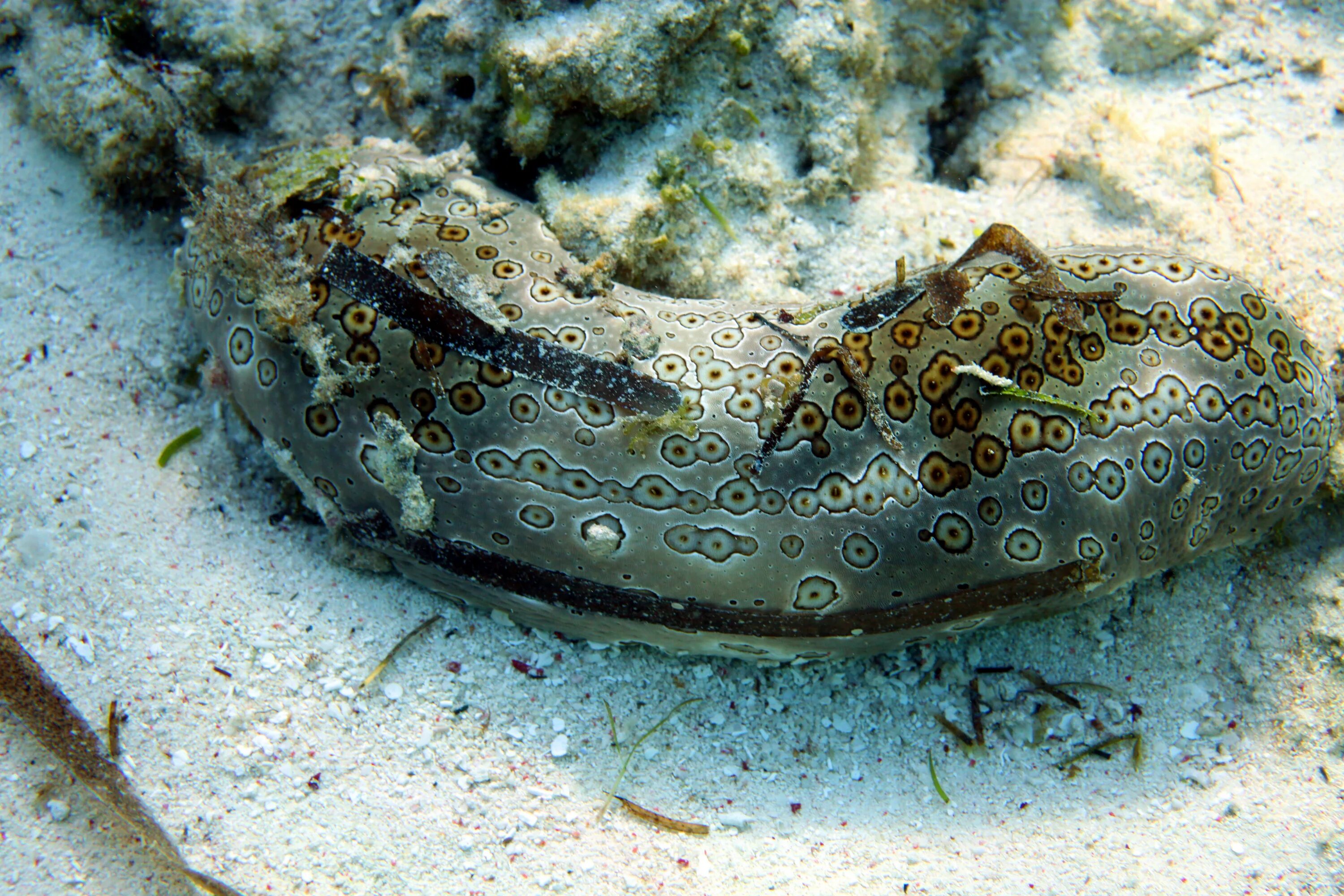 К какой группе обитателей океана относятся голотурии. Моллюск кукумария. Голотурия бентос. Голотурии иглокожие. Глубоководная голотурия.