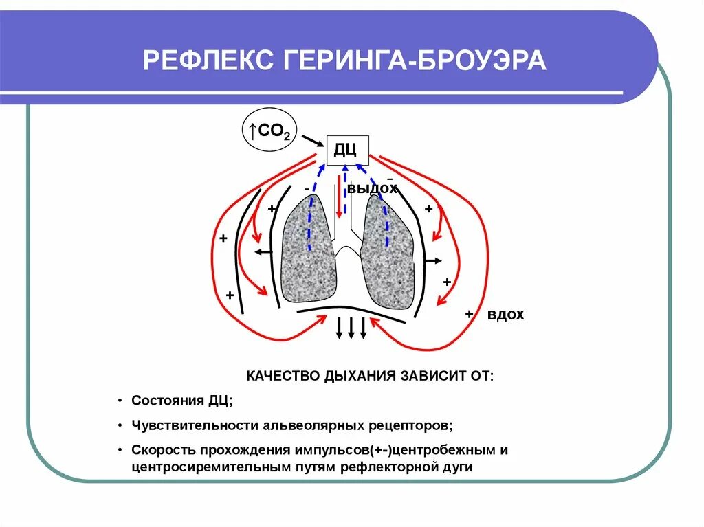 Рефлексы регуляции дыхания с рецепторов растяжения легких. Схема рефлекса Геринга-Брейера. Рефлекс Геринга-Брейера в регуляции дыхания. Рефлекс Геринга-Брейера в регуляции дыхания схема.