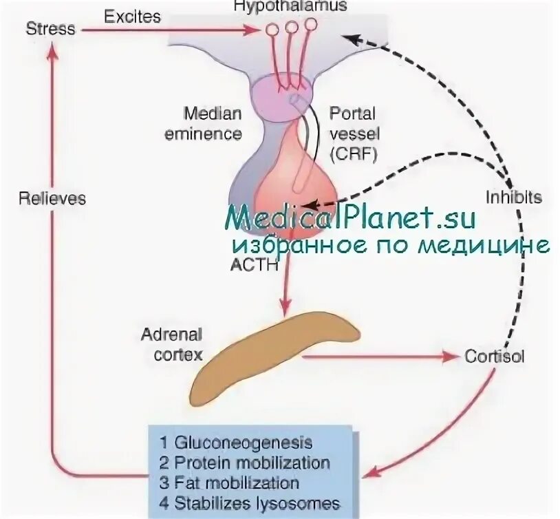 Секреция женских половых гормонов