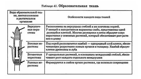 Органы растений образовательной ткани таблица
