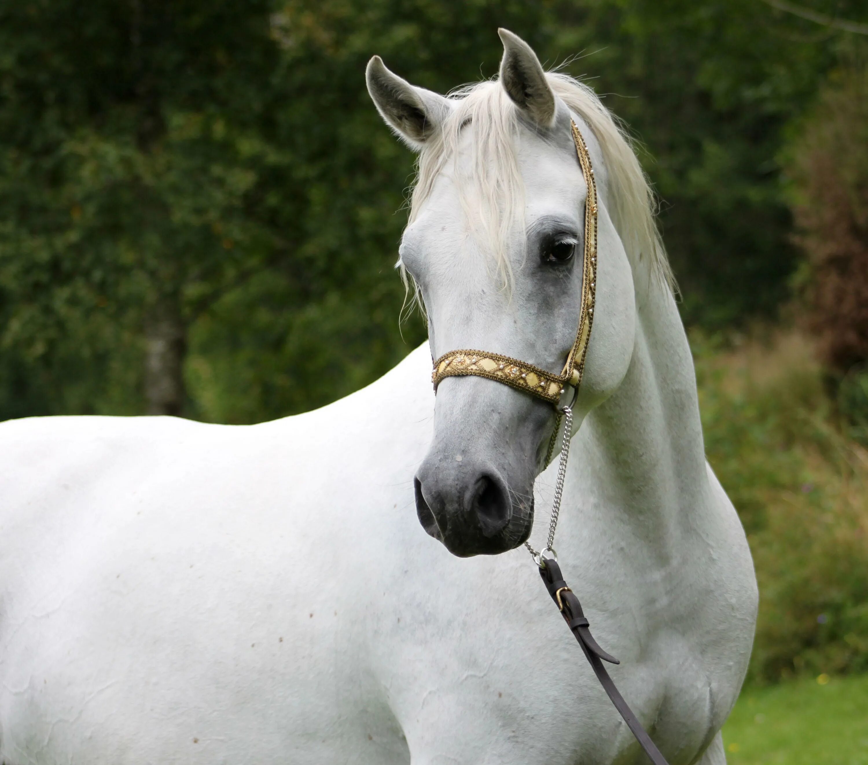 Белая лошадь. Красивая белая лошадь. Морда белой лошади. Белый жеребец.