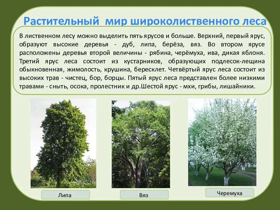 Какие деревья произрастают в широколиственных лесах. Растительный мир широколиственных лесов. Липа широколиственный лес. Зона широколиственных лесов растения. Растительный мир в лиственных лесах.