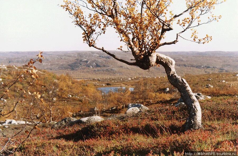 В тундре растут березы. Карликовая берёза в тундре. Карликовая береза Кольский полуостров. Карликовая береза Мурманской области. Мурманская карликовая Березка.