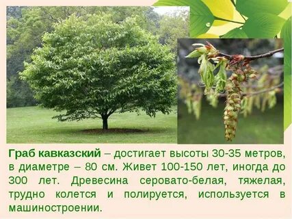 Рослое дерево высотой до 70