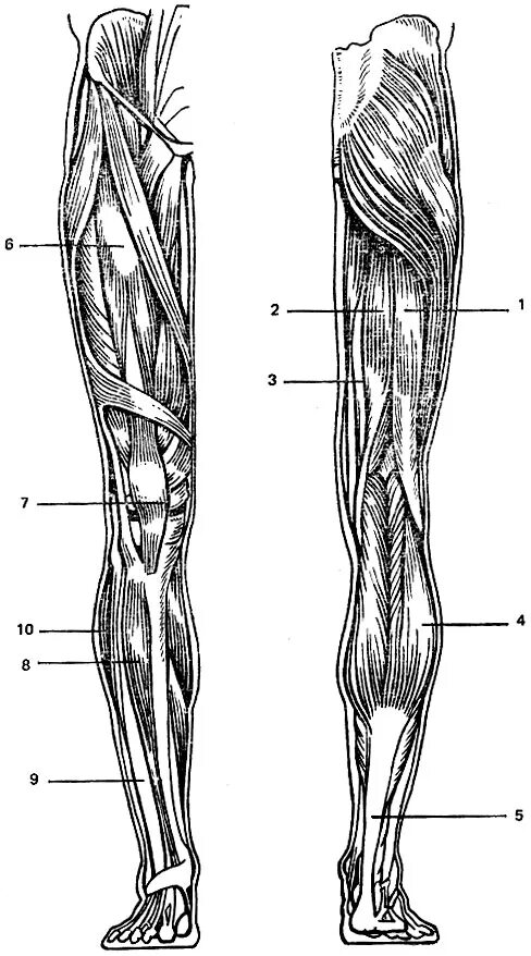 Нижние конечности бедро. Мышцы нижних конечностей человека анатомия. Мышцы нижней конечности анатомия. Мышцы нижней конечности анатомия строение. Мышцы нижней конечности анатомия схема.