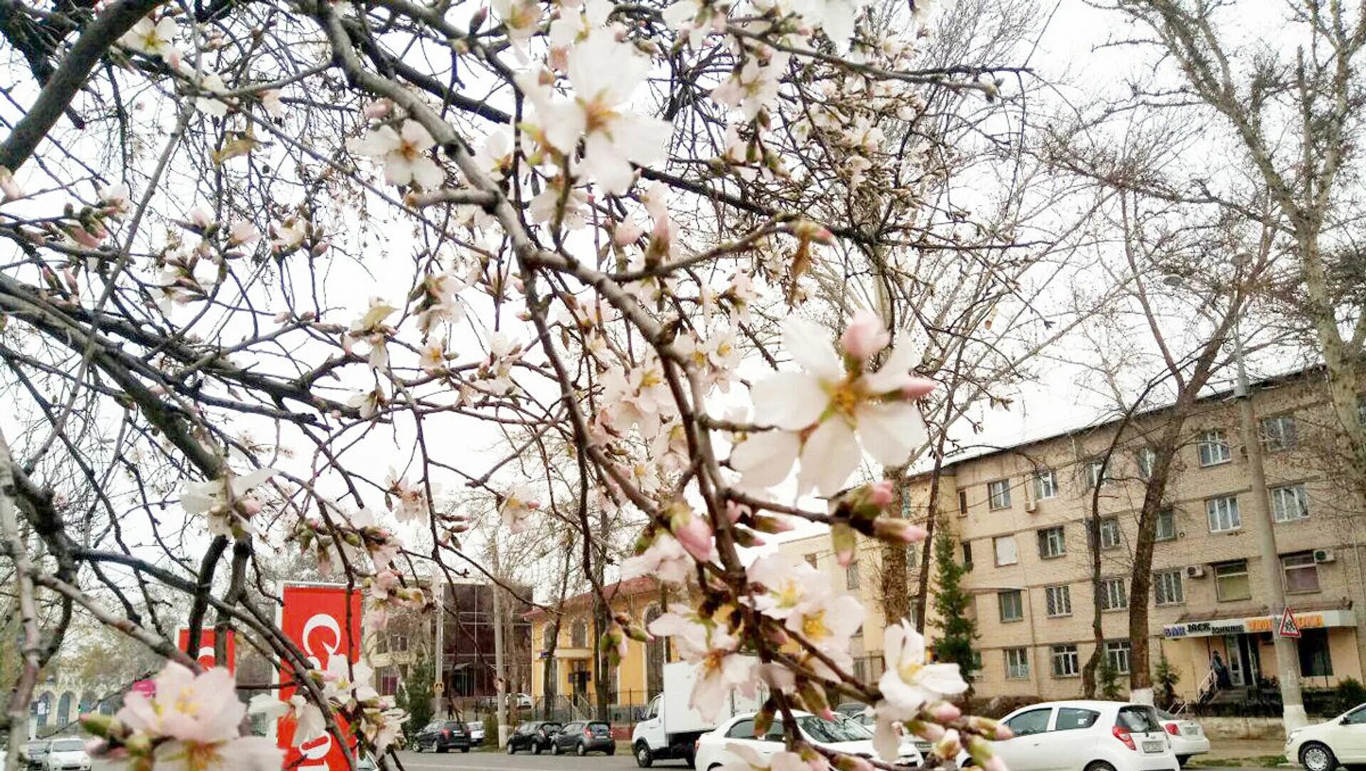 Ташкент цветет. Ахматова Ташкент зацветает. Цветущие деревья в Ташкенте.
