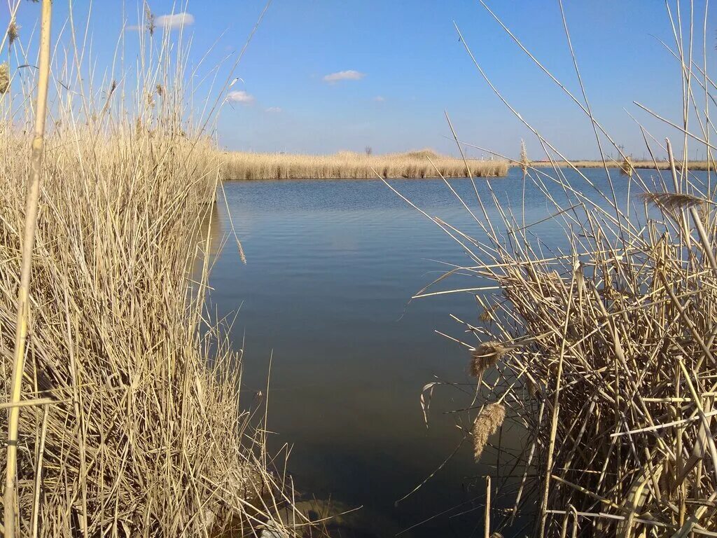 Рыбалка в Краснодарском крае. Рыбные хозяйства Краснодарского края. Река Меклета Белоглинского района рыбалка. Рыбалка в Краснодарском крае Хутор Карасев номер телефона.