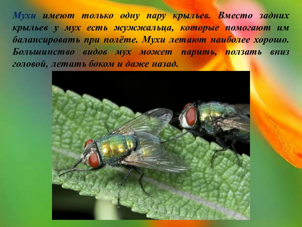 Сколько пролетает муха. Жужжальца мухи. Муха имеет. Задняя пара крыльев мух.