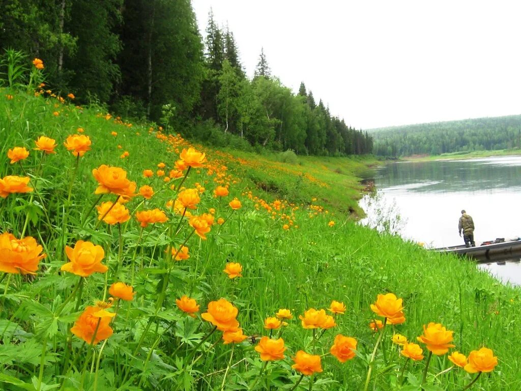 Родной край красноярского края. Купальница азиатская на Алтае. Сибирская купальница жарки. Купальница Алтайская Алтайский заповедник. Купальница Горная Шория.