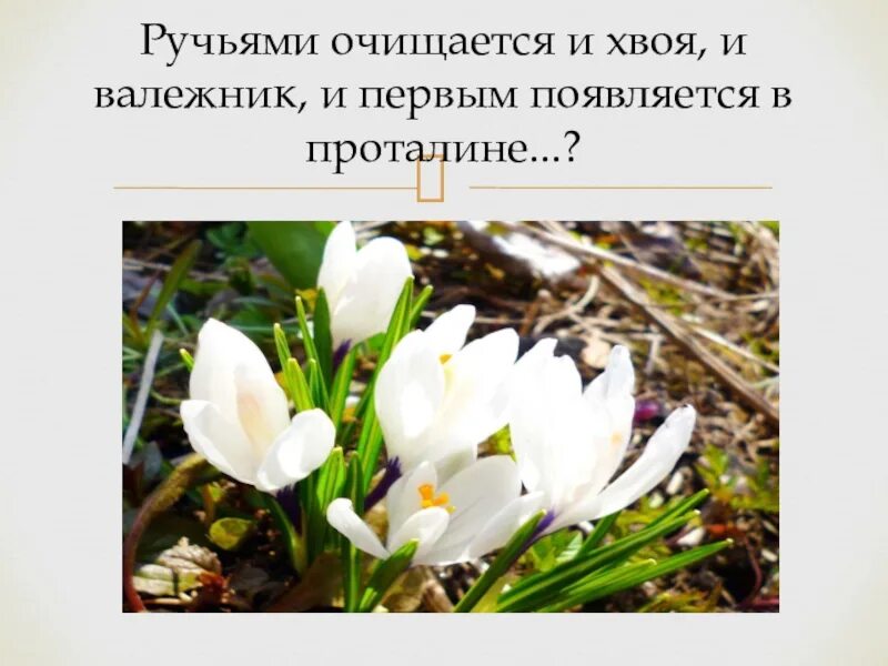 День подснежника. Подснежник 19 апреля. Сегодня день подснежника. День подснежника 2022.