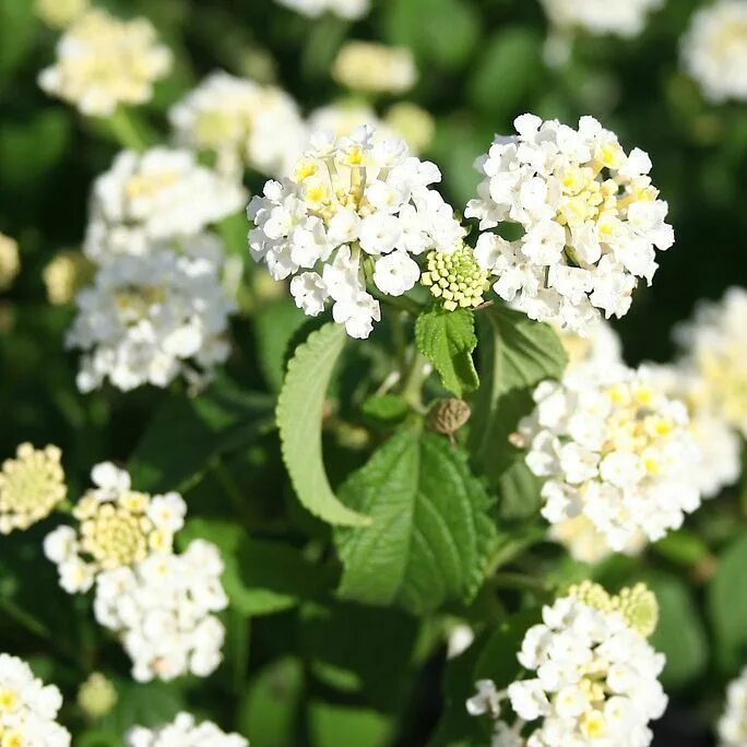 Цветок с розовыми соцветиями. Агератум хоустона (ageratum houstonianum). Цветы с мелкими соцветиями. Тысячелистник экселент. Цветы с мелким соцветием.