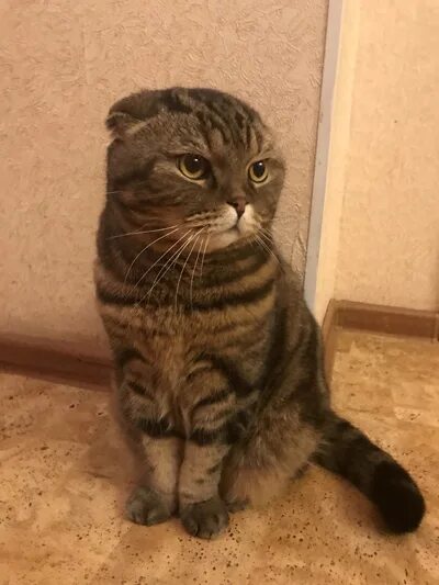 Шотландская вислоухая кошка метис. Шотландская вислоухая кошка. Вислоухий шотландец скоттиш фолд. Обычный вислоухий котенок. Шотландская вислоухая кошка метис.