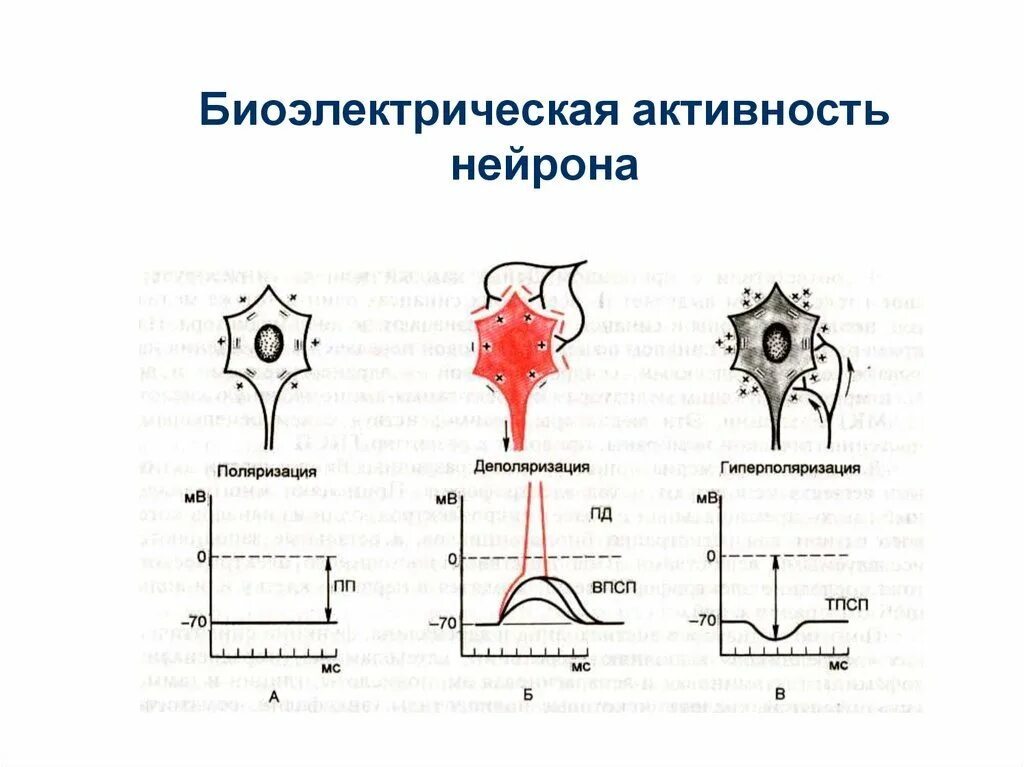 Активность нейронов. Нейрональная активность. Пачечный Тип активности нейронов. Динамика активности разных типов нейронов.