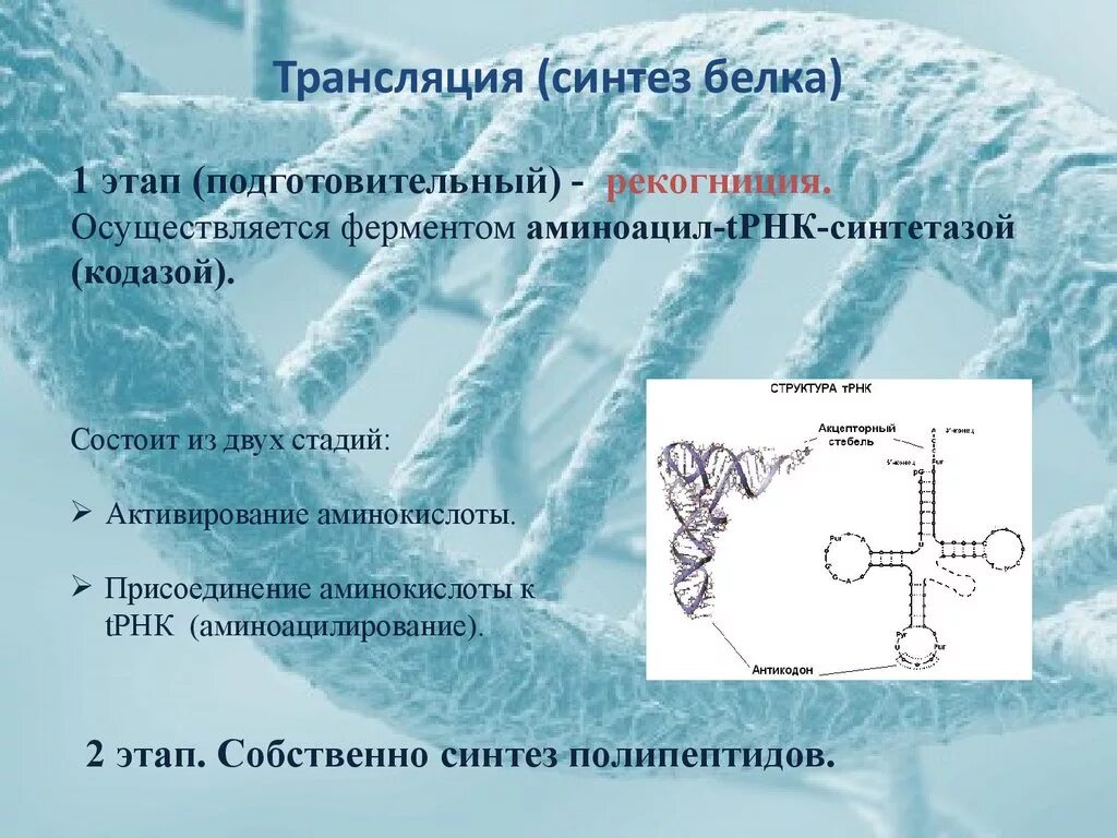 Синтезирует белки ферменты. Ферменты трансляции. Трансляция Синтез белка. Ферменты трансляции синтеза белка. Этапы трансляции биосинтеза белка.