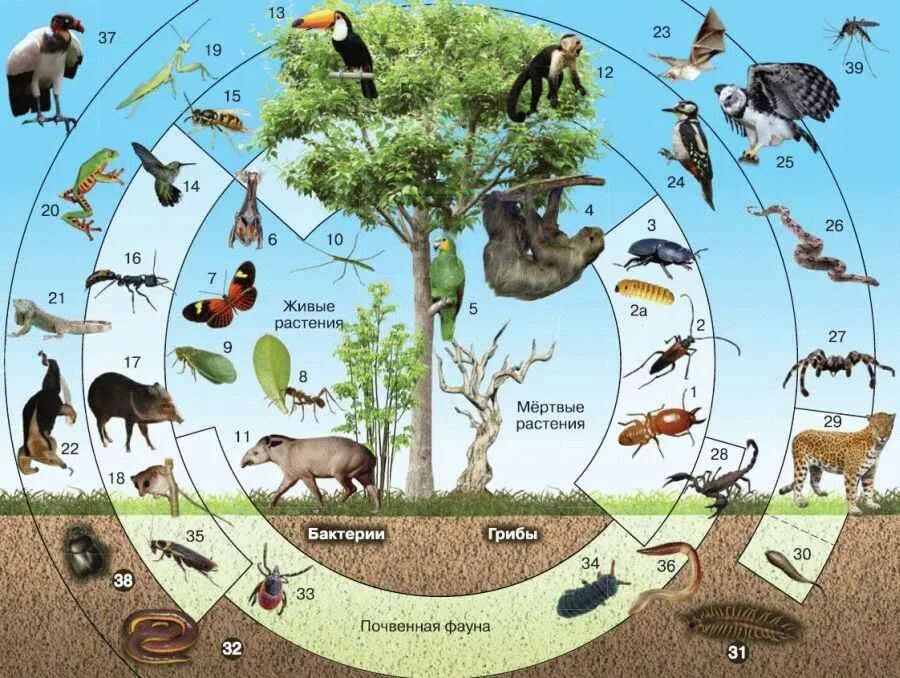 Больше всего живых организмов находится. Биоценоз и экосистема. Экосистема леса. Обитатели экосистемы леса. Лес -экологическая система.