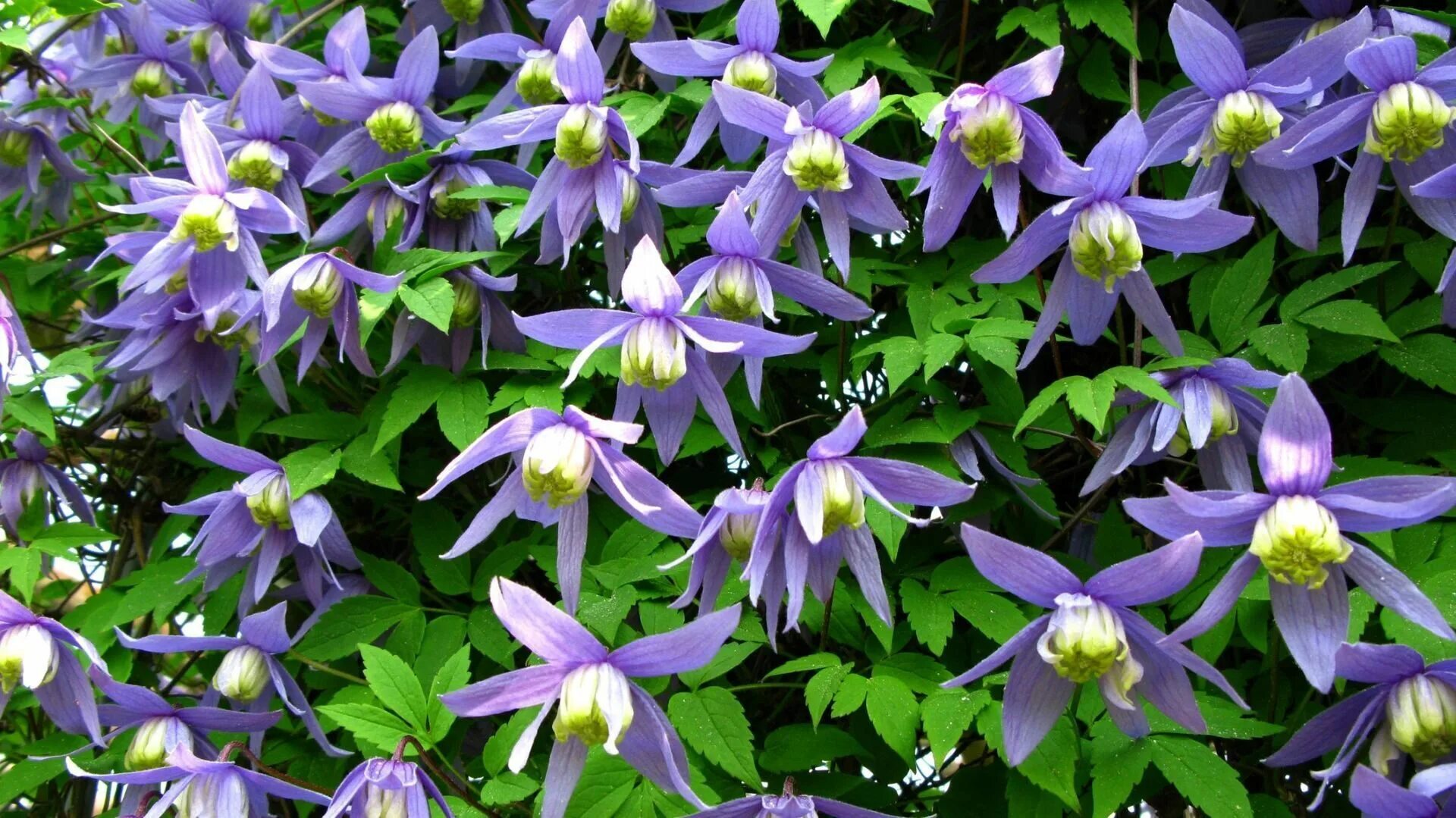 Клематис гибридный Тирислунд (Clematis hybriden Thyrislund) купить в спб лисий н
