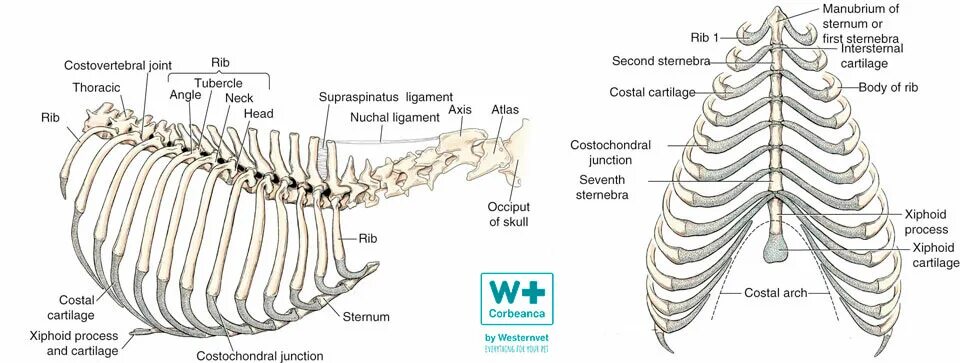 Грудная клетка собаки скелет вид спереди. Строение ребра собаки. Строение грудной клетки коровы. Строение рёбер у щенка. Вырост грудины киль