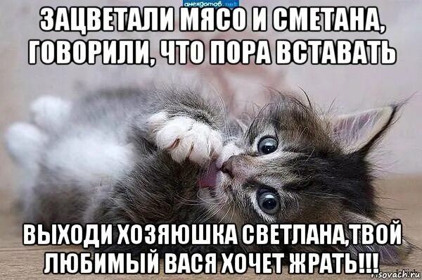 Твой любимый вася хочет жрать. Хочу васю. Ты же хочешь меня. Прорыв демотиваторы. Коты наша хозяйка самая красивая.