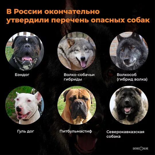 Опасные породы собак список. Список потенциально опасных пород собак в России. Список опасных пород собак в России 2021. Запрещённые породы собак в России.
