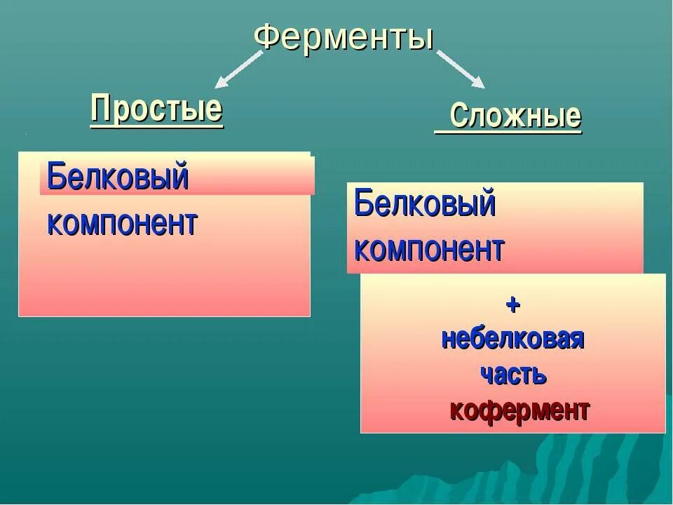 Простые и сложные ферменты. Ферменты простые и сложные белки. Простые и сложные ферменты примеры. Строение простых ферментов.