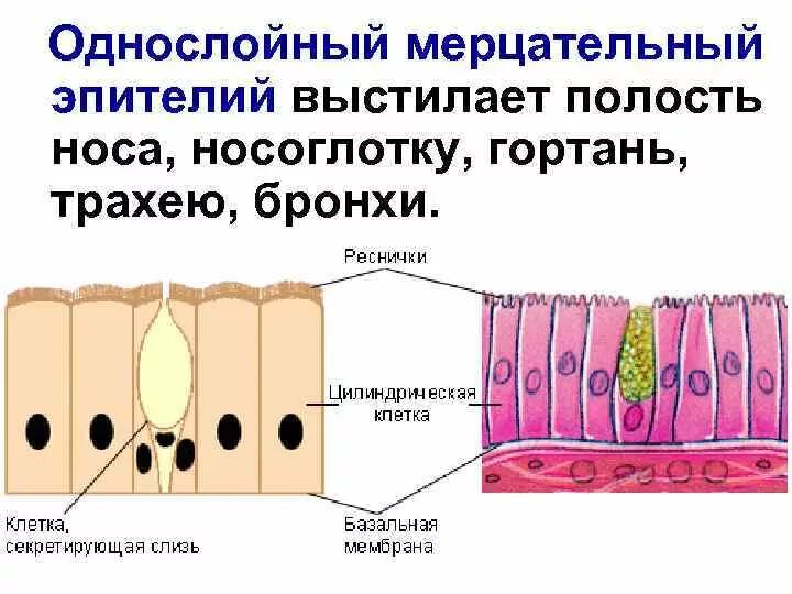 Многорядный реснитчатый мерцательный эпителий. Многорядным цилиндрическим мерцательным эпителием носа. Мерцательный эпителий носовой полости гистология. Однослойный мерцательный эпителий выстилает. Слизь строение