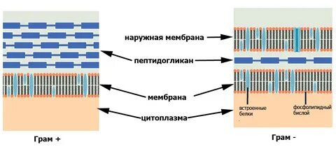 Внешняя мембрана