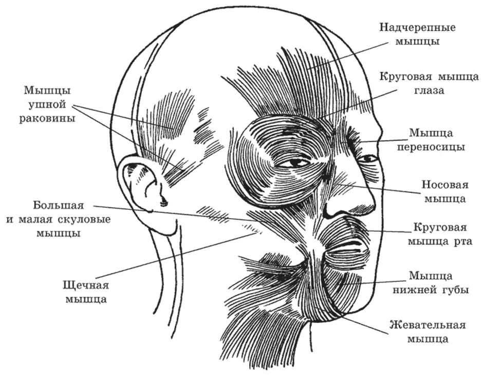 Лицо часть головы человека. Мышцы лица сбоку схема. Мышцы головы анатомия схема. Мимические мышцы черепа человека. Лицевые мимические мышцы.