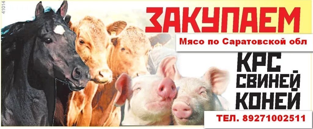 закупаем мясо объявления. закуп крс живым весом. реклама закупка крс. голштинская порода коров. скупаю крс.