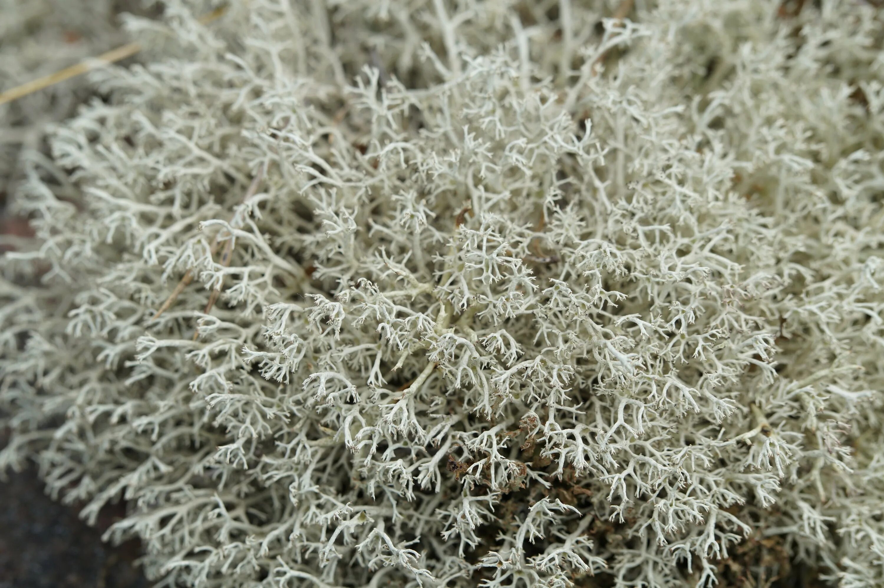 Ягель виды. Кладония лесная (cladonia sylvatica). Кустистые лишайники. Ягель виды. Ягель виды.